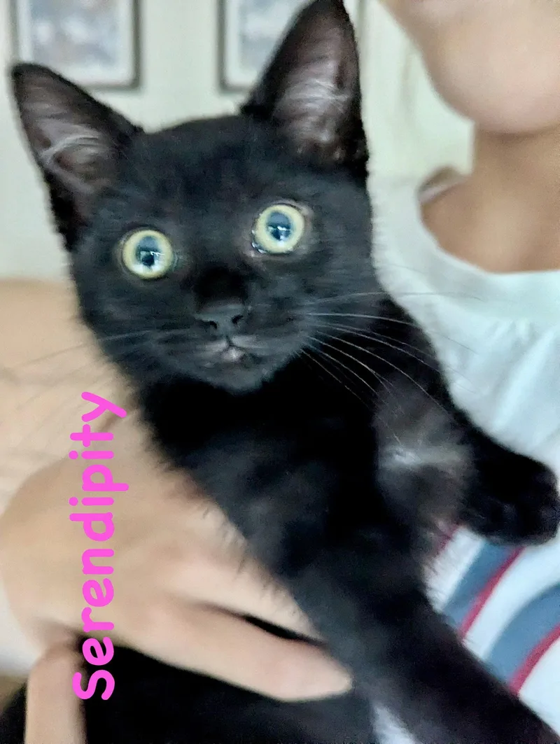 A young medium-sized female Black Domestic Short Hair cat named Serendipity for adoption in Reston, VA