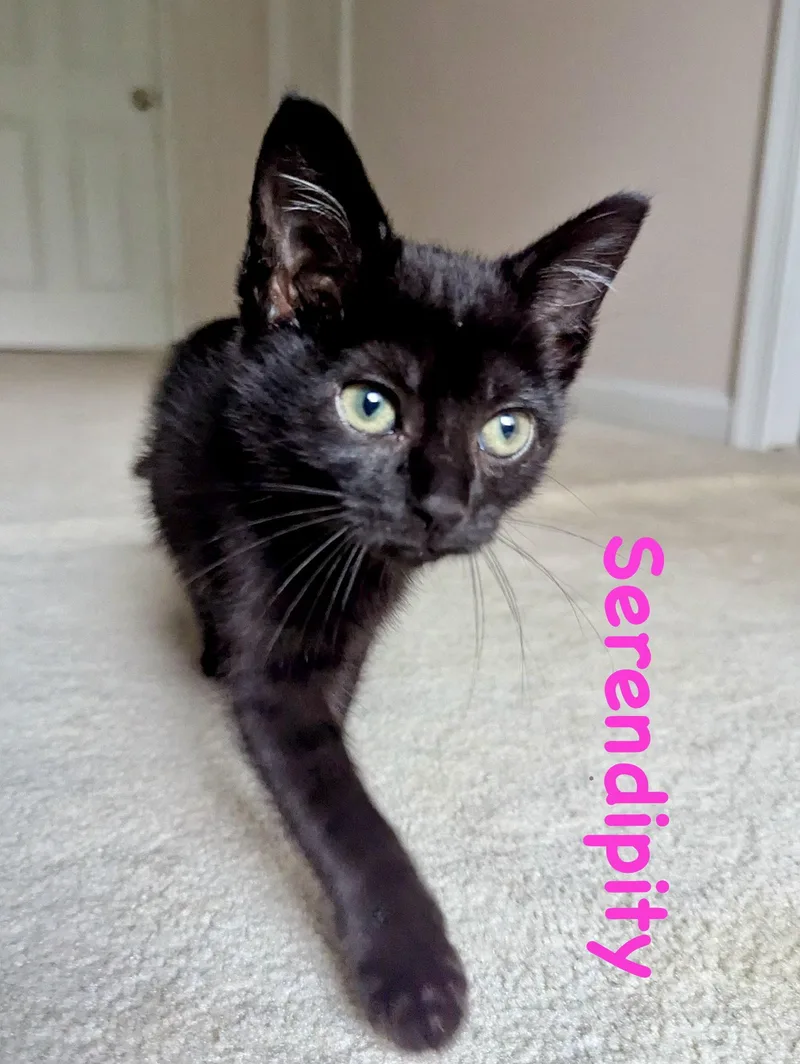 Serendipity thumbnail 2