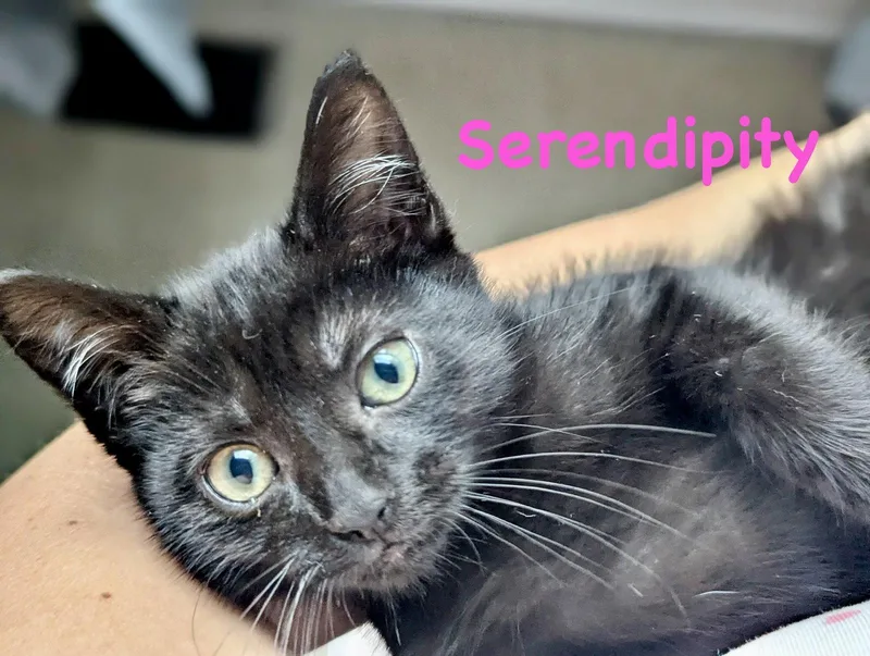 Serendipity thumbnail 3
