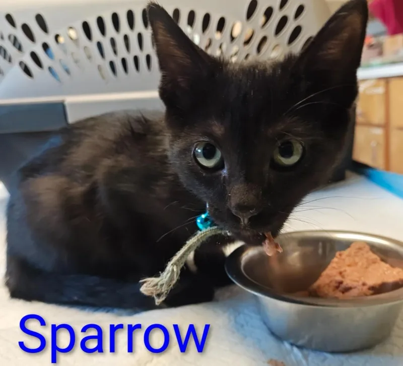 Sparrow