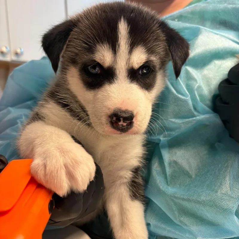A baby small-sized male White / Cream Mixed Breed dog named Sonar for adoption in Huntington, WV