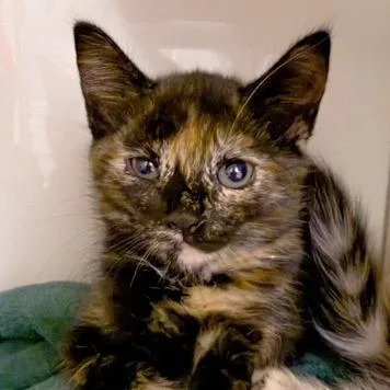 A baby small-sized female Tortoiseshell Domestic Short Hair cat named Astro for adoption in Redwood City, CA