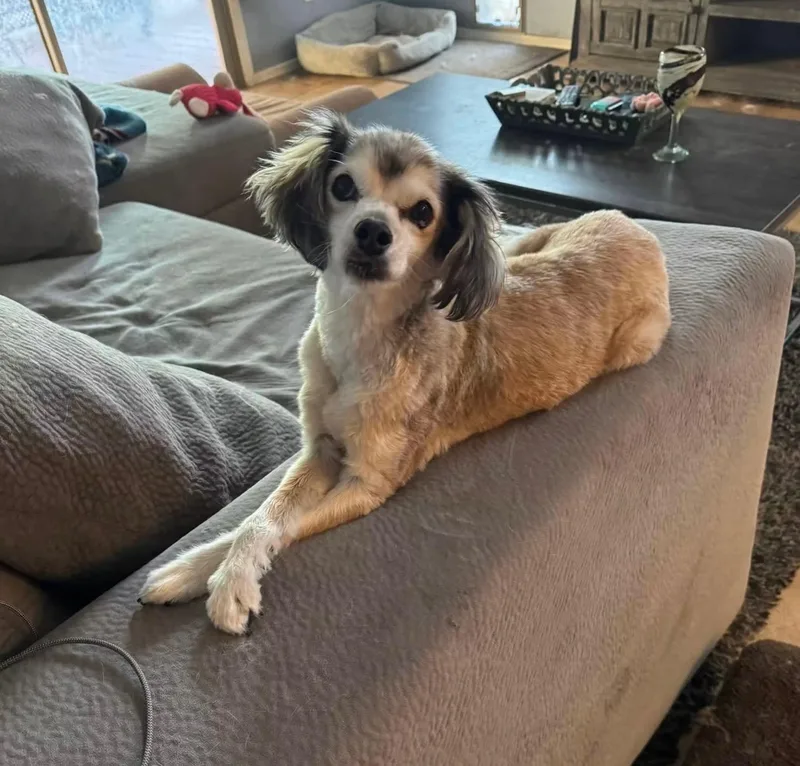 Stella