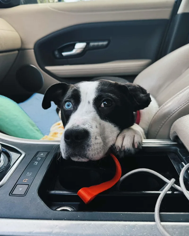A young medium-sized female Black Pit Bull Terrier dog named Boba for adoption in Milwaukee, WI