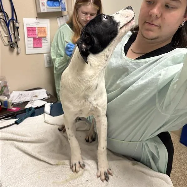 A baby medium-sized male Australian Cattle Dog / Blue Heeler dog named Olaf for adoption in Tempe, AZ