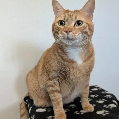 An adult large-sized male Domestic Short Hair cat named Pickles for adoption in Rochester, MN