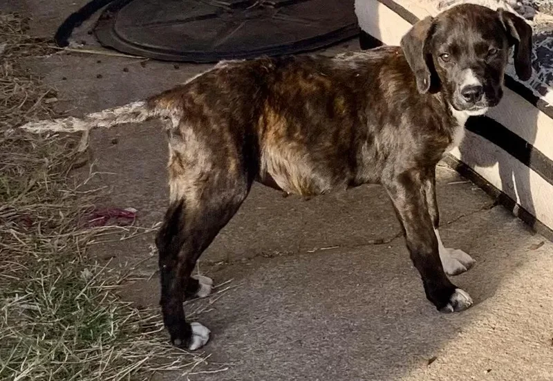 Lilly  Wok thumbnail 2