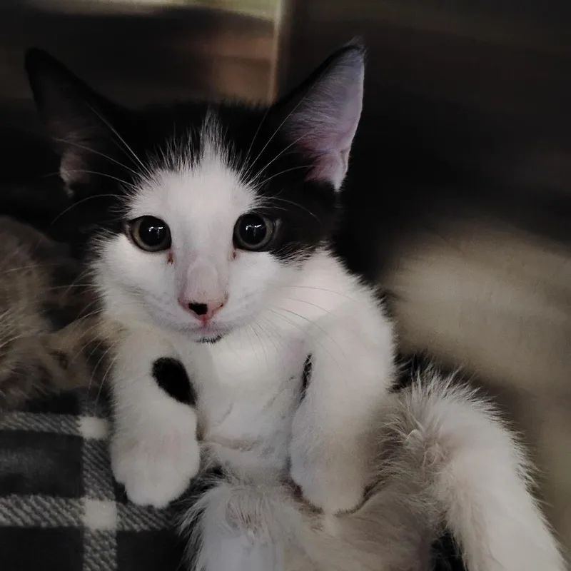 A baby small-sized male Black Domestic Short Hair cat named Belgian Waffle Bill for adoption in Newark, DE