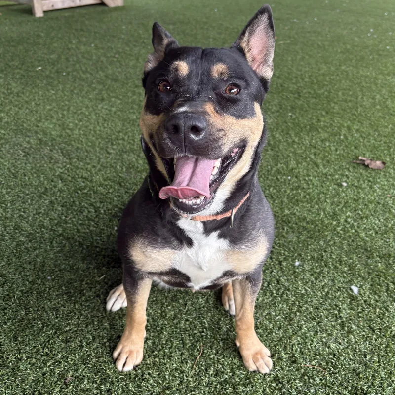 An adult medium-sized female Black Shepherd dog named Alani Nu for adoption in Eatontown, NJ