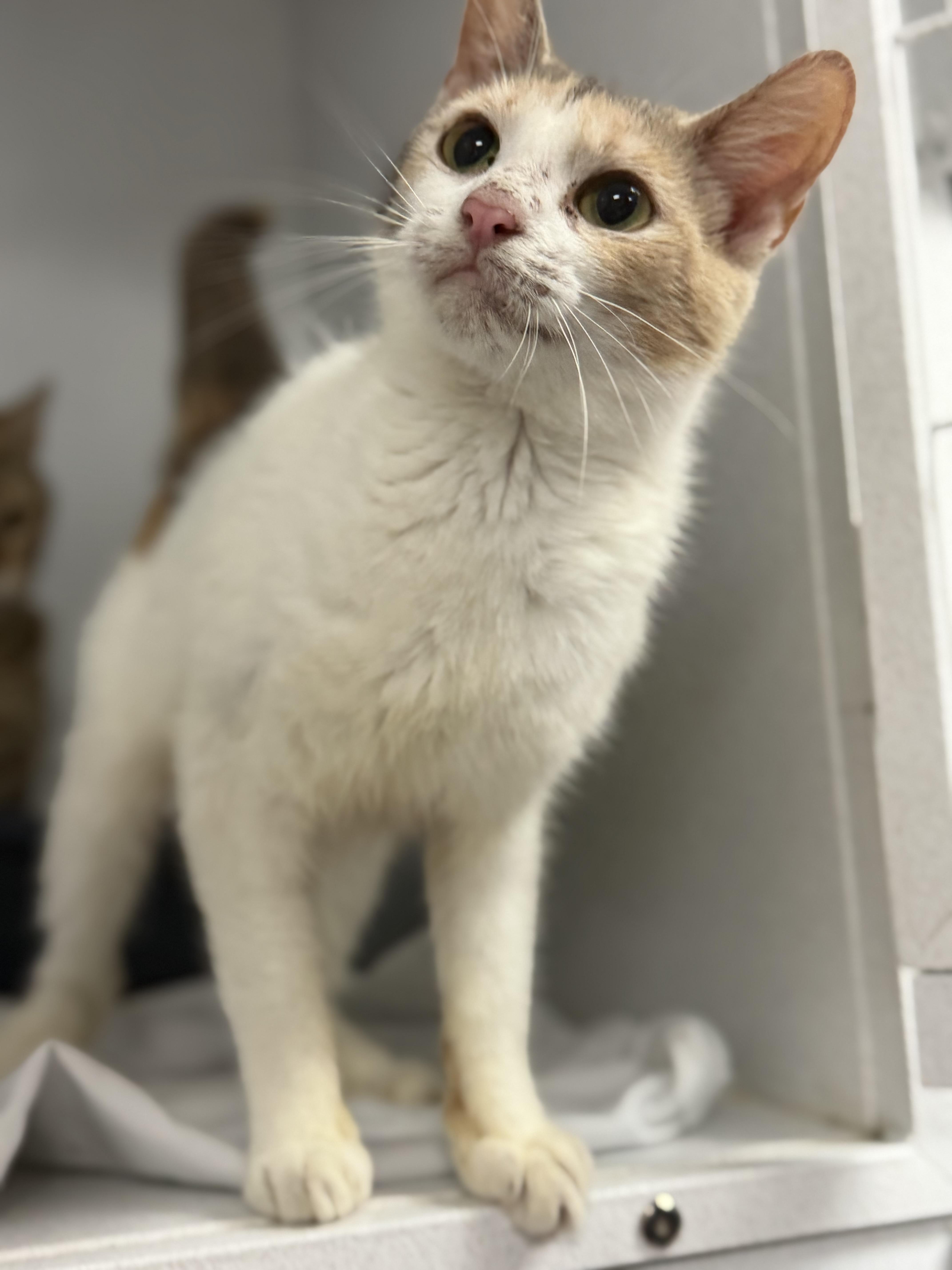A young medium-sized female Dilute Calico cat named Crispix for adoption in Columbia, SC