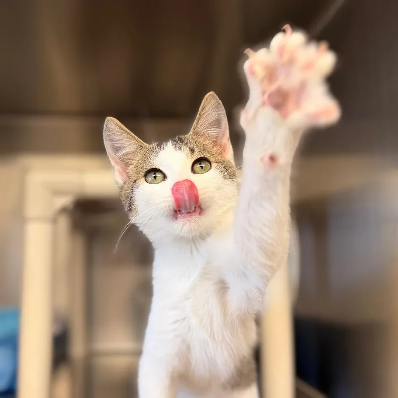 A baby small-sized male White Domestic Short Hair cat named Nemo for adoption in Chippewa Falls, WI