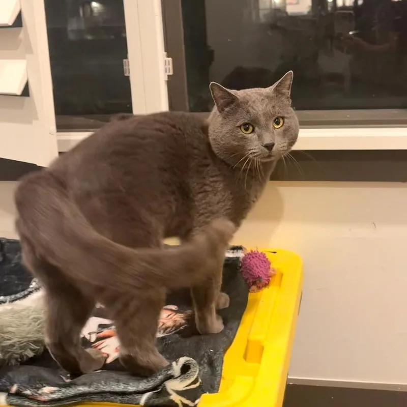 An adult large-sized male Gray / Blue / Silver Domestic Short Hair cat named Duncan for adoption in Grantsville, UT