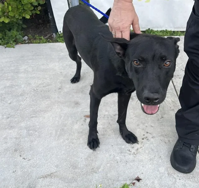 A young large-sized male German Shepherd Dog dog named Javier for adoption in Miami, FL