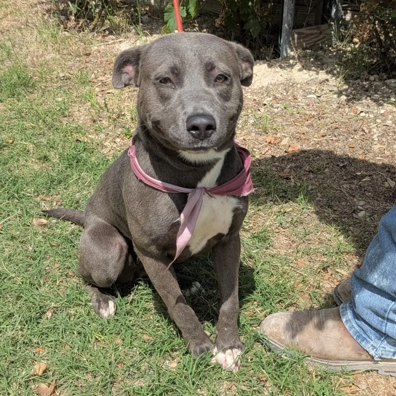 A young medium-sized female Gray / Blue / Silver American Staffordshire Terrier dog named Parker for adoption in Carver, MA