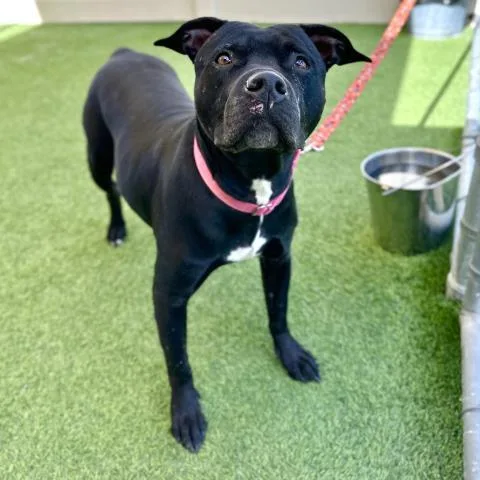 An adult large-sized female Pit Bull Terrier dog named Wren for adoption in Camarillo, CA