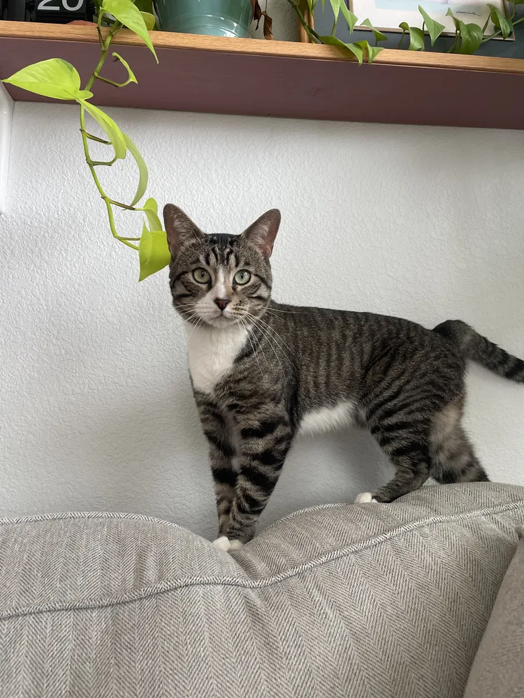An adult medium-sized male Domestic Short Hair cat named Rocky Road for adoption in Aurora, CO