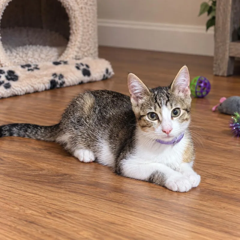 A baby small-sized male Brown / Chocolate Domestic Short Hair cat named Hot Pocket for adoption in Tustin, CA