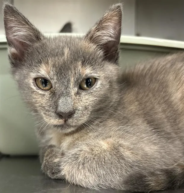 A baby small-sized female Domestic Short Hair cat named Eowyn for adoption in Santa Cruz, CA