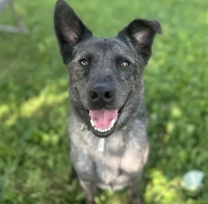 An adult medium-sized male Brindle Mixed Breed dog named Ringo for adoption in Dubuque, IA