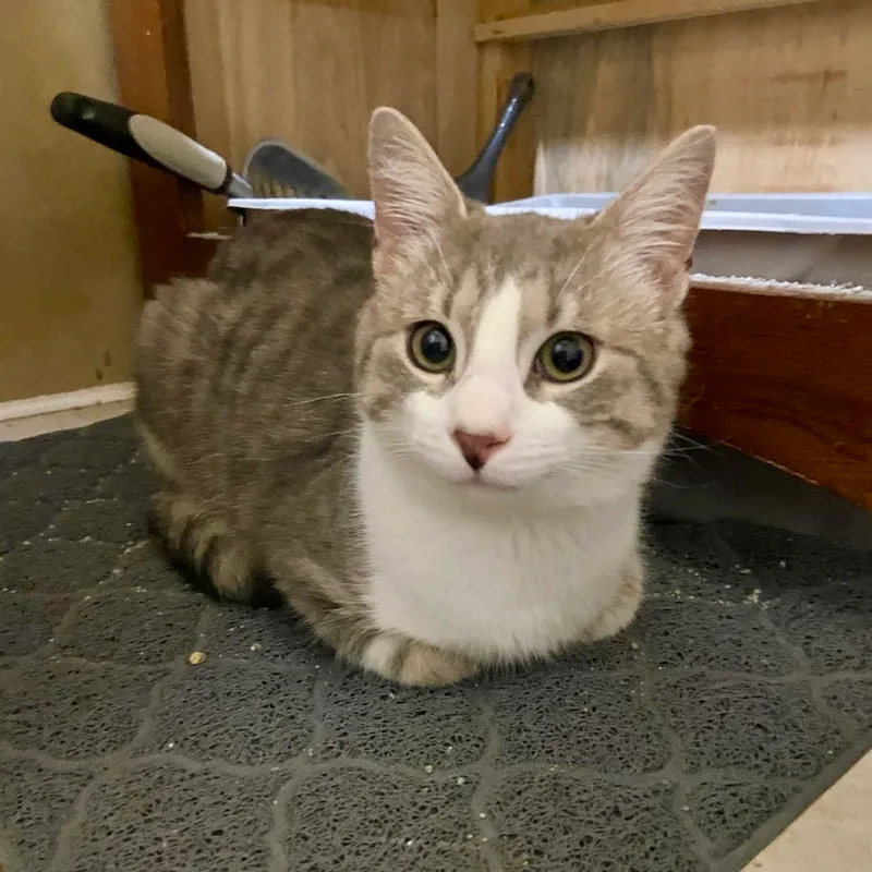 Purrsnickety thumbnail 2