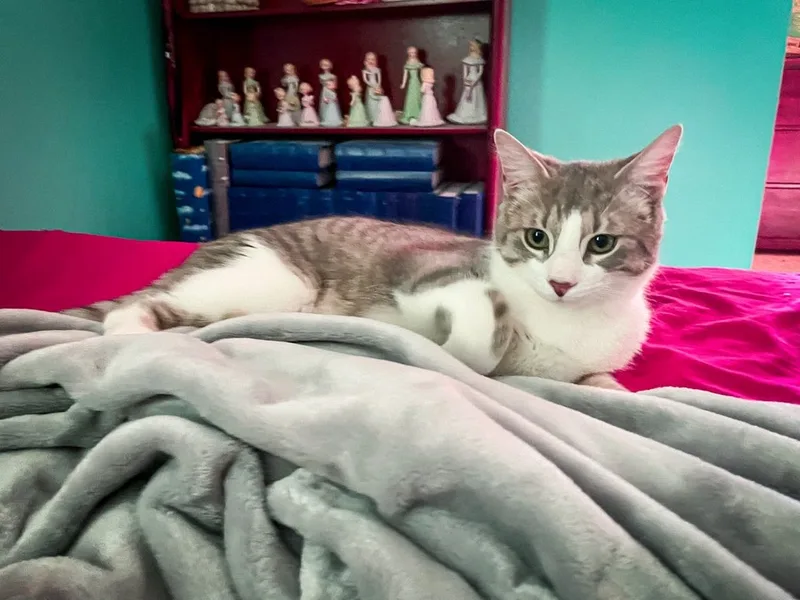 Purrsnickety thumbnail 3