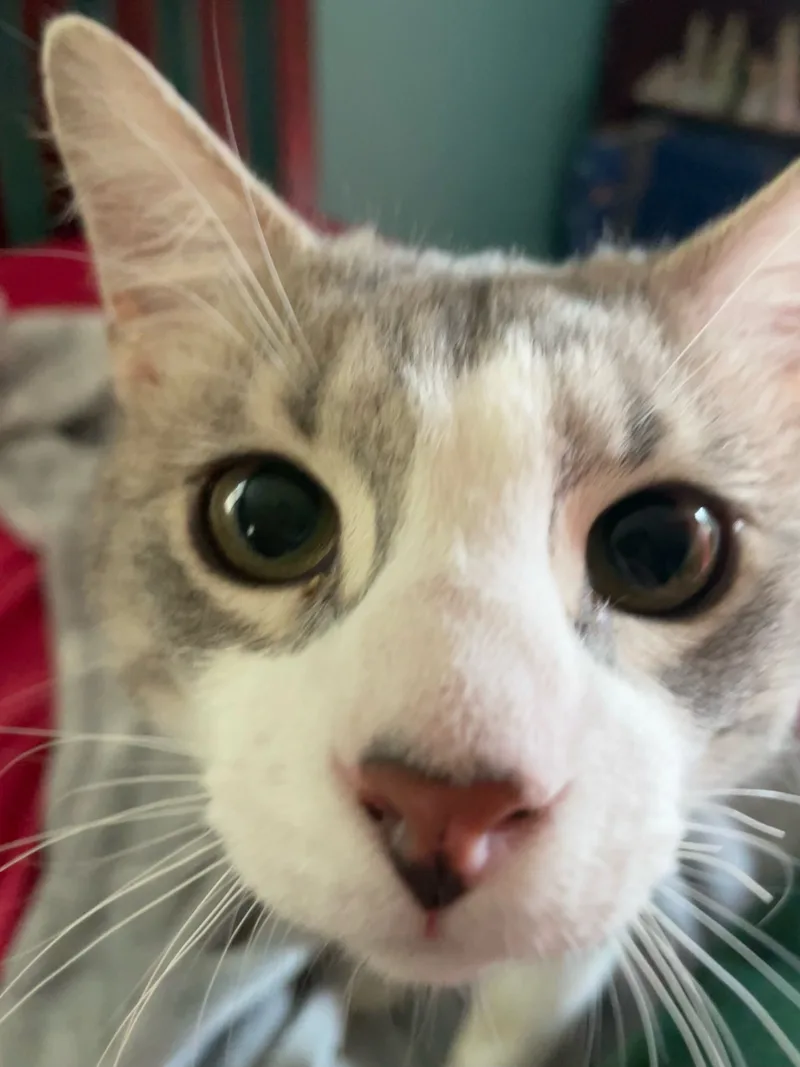 Purrsnickety thumbnail 4