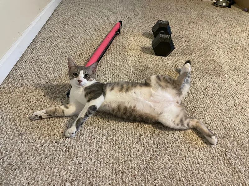 Purrsnickety thumbnail 5