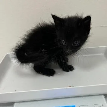 Midnight thumbnail 2