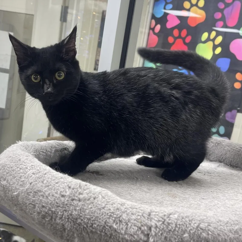 Midnight thumbnail 3