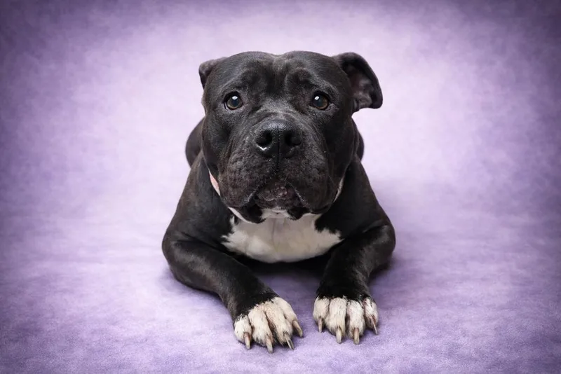 A young medium-sized female Mixed Breed dog named Amanda Nunes for adoption in Florence, SC
