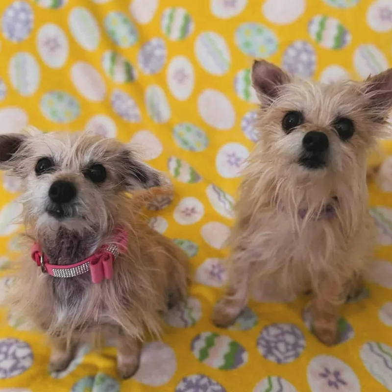 Abby & Bella thumbnail 2