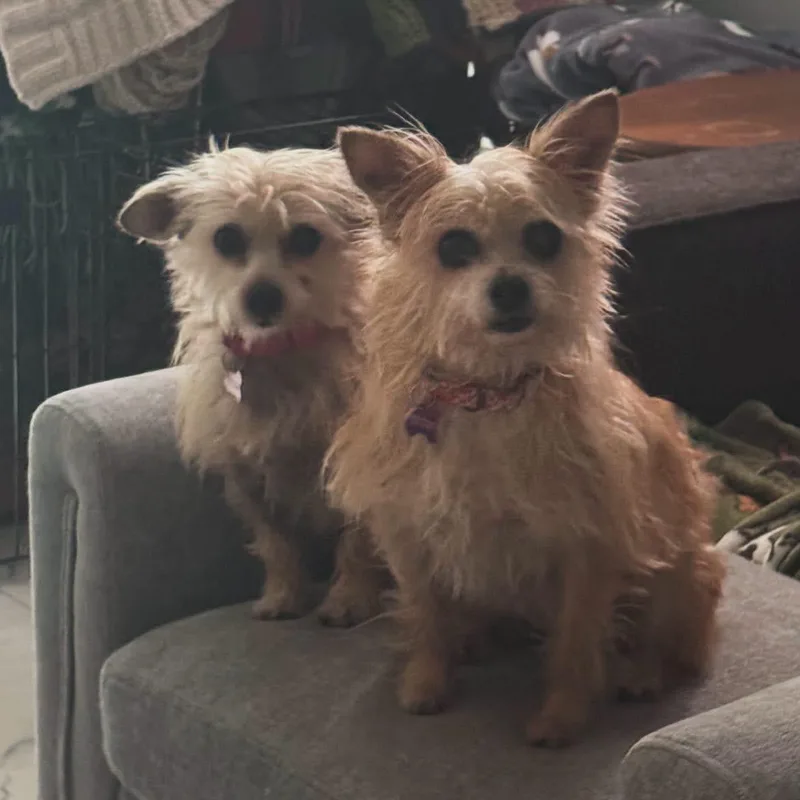 Abby & Bella thumbnail 3