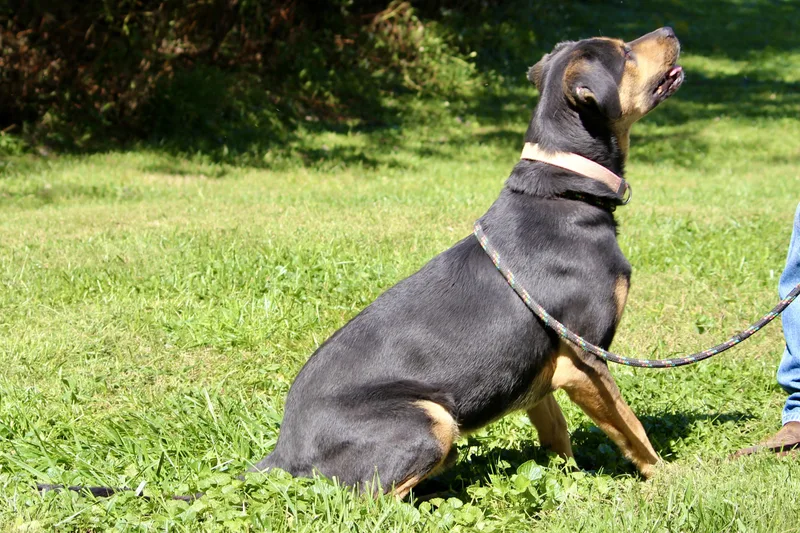 Johnny Cash thumbnail 3