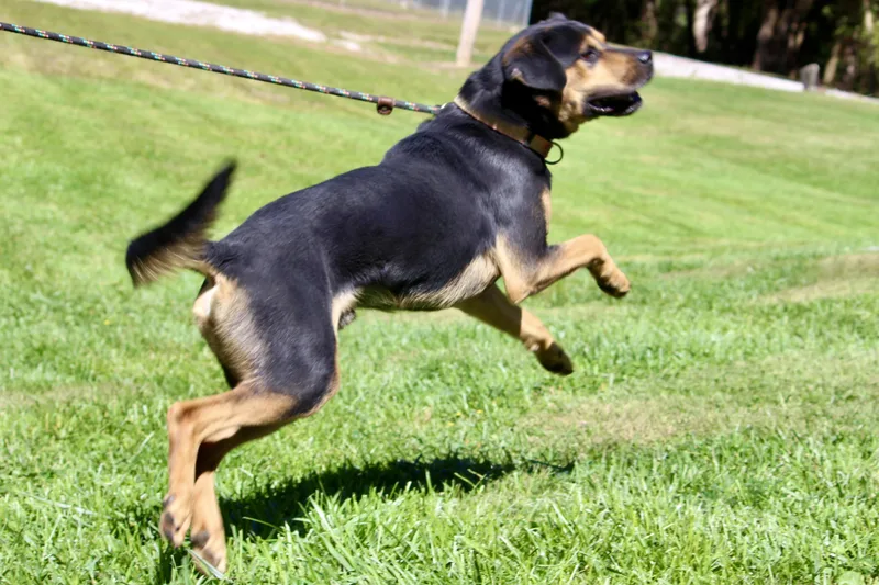 Johnny Cash thumbnail 5