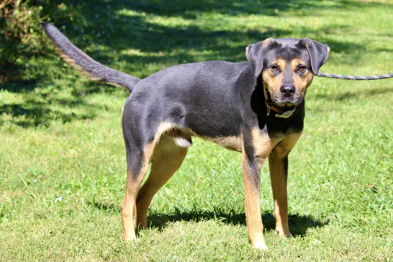 Johnny Cash thumbnail 6