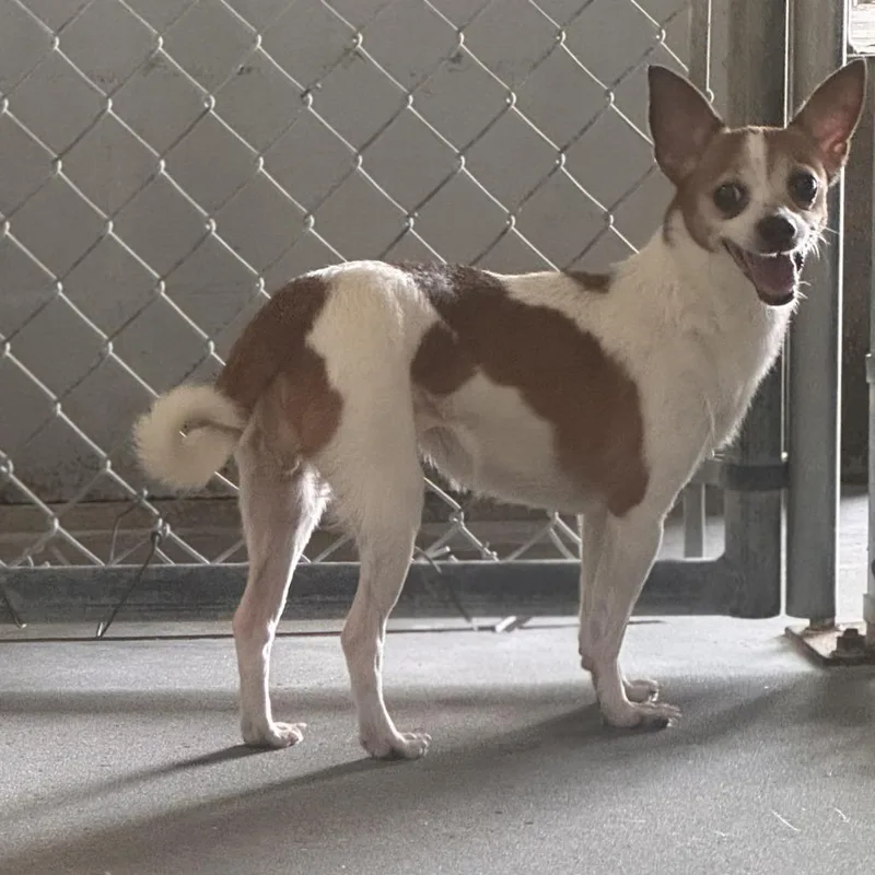 A senior small-sized female Yellow / Tan / Blond / Fawn Chihuahua dog named Lizzie for adoption in Starkville, MS