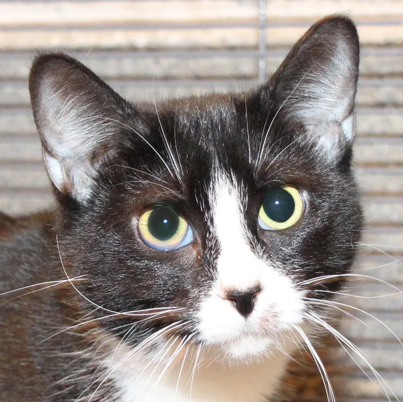 A young medium-sized female Black & White / Tuxedo Tuxedo cat named Astrid for adoption in Harrisburg, PA