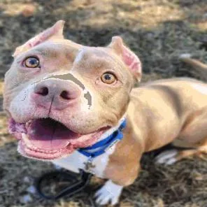 An adult medium-sized female Yellow / Tan / Blond / Fawn Pit Bull Terrier dog named Charlene D for adoption in Princeton, MN