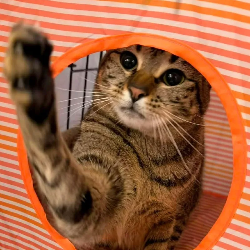 A young medium-sized female Tabby (Brown / Chocolate) Tabby cat named Maisey for adoption in Gladstone, OR