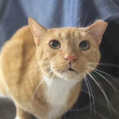 A senior large-sized male Domestic Short Hair cat named Blaze for adoption in Westland, MI