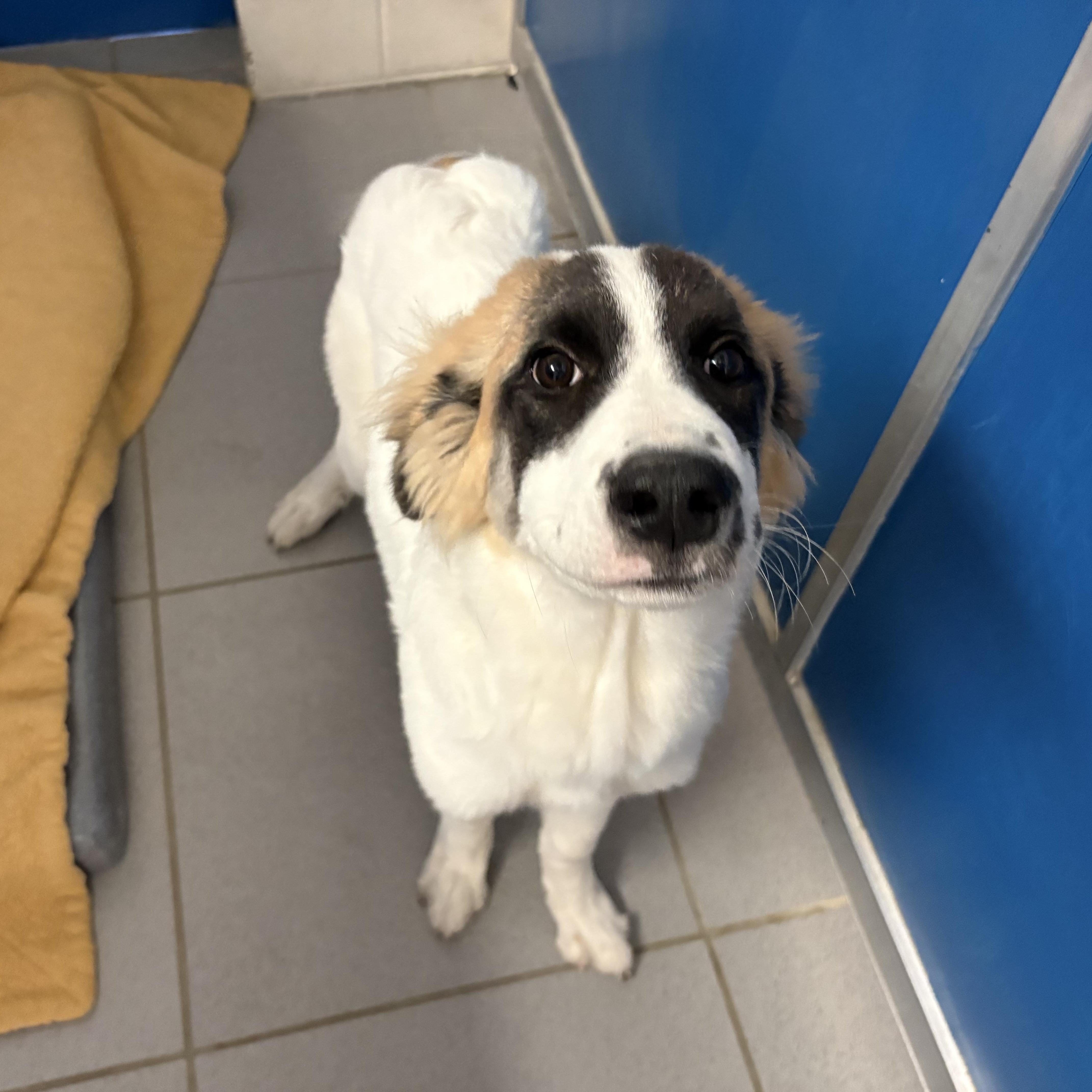 A young large-sized female White / Cream Great Pyrenees dog named Stray for adoption in Hays, KS