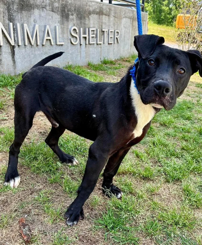 A young medium-sized male Labrador Retriever dog named Conner for adoption in Denham Springs, LA