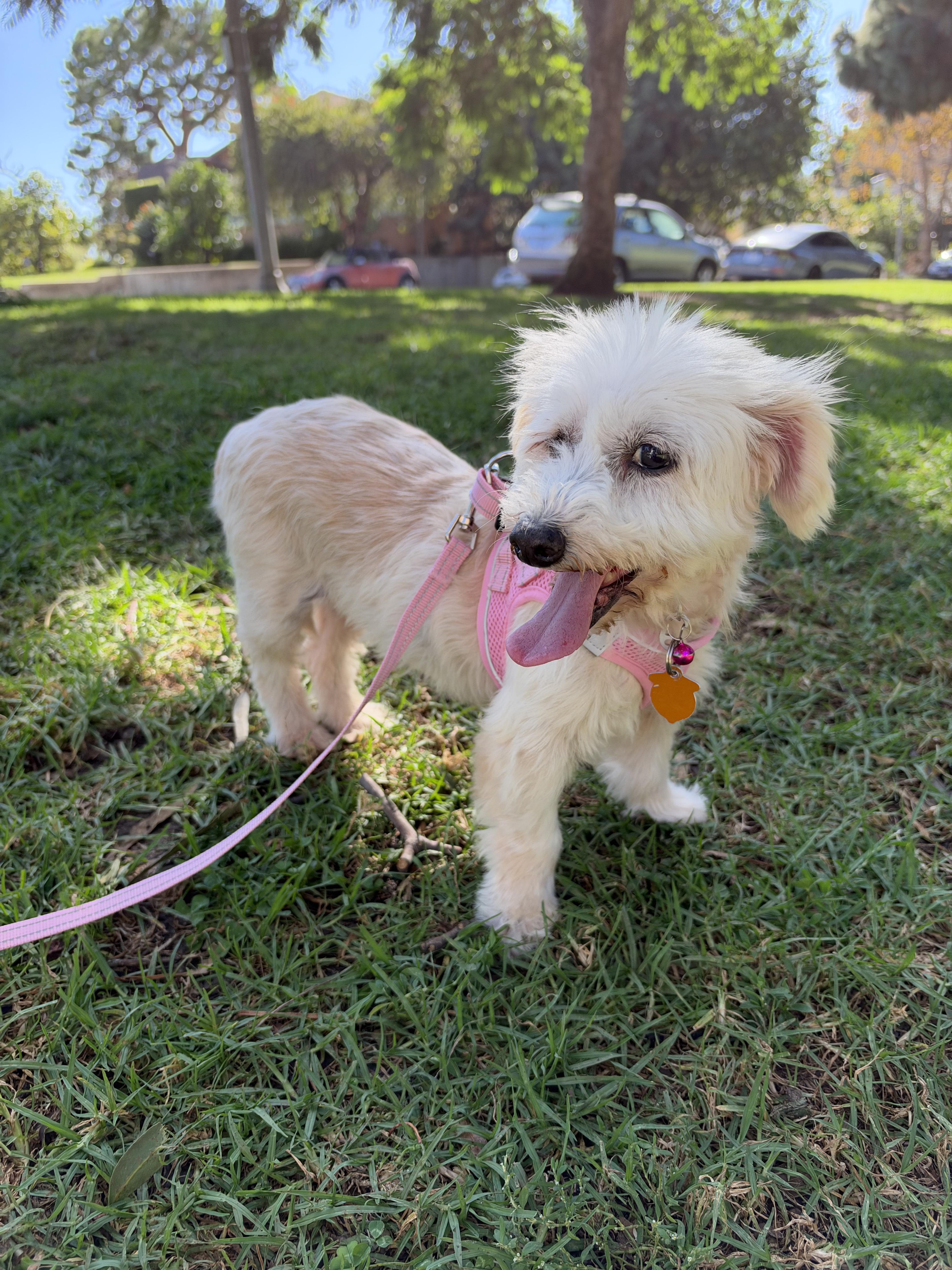A senior small-sized female Maltese dog named Charlotte for adoption in Los Angeles, CA