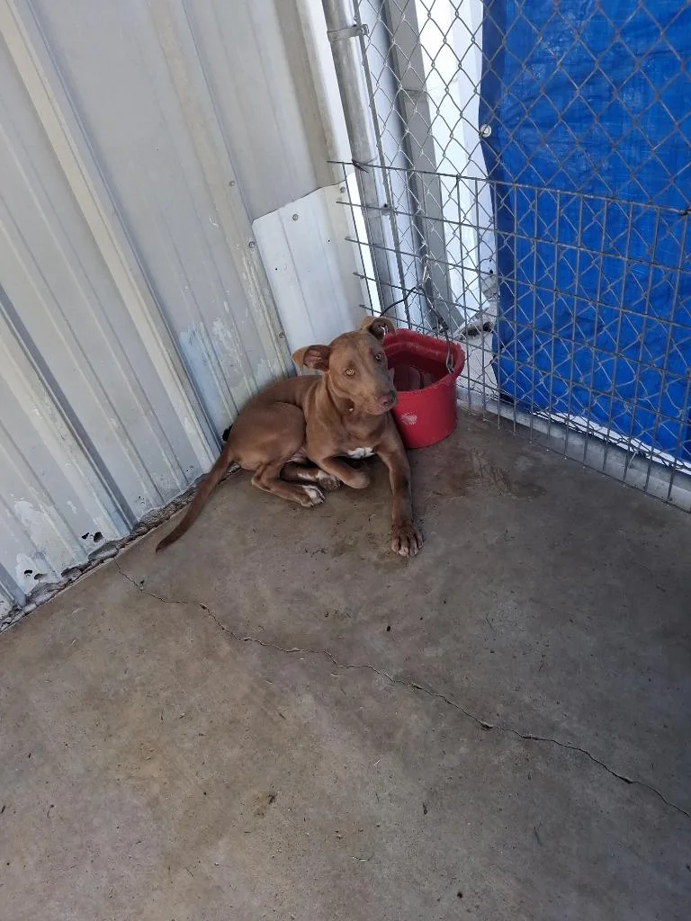 A baby large-sized male Pit Bull Terrier dog named Cooper for adoption in Brownwood, TX