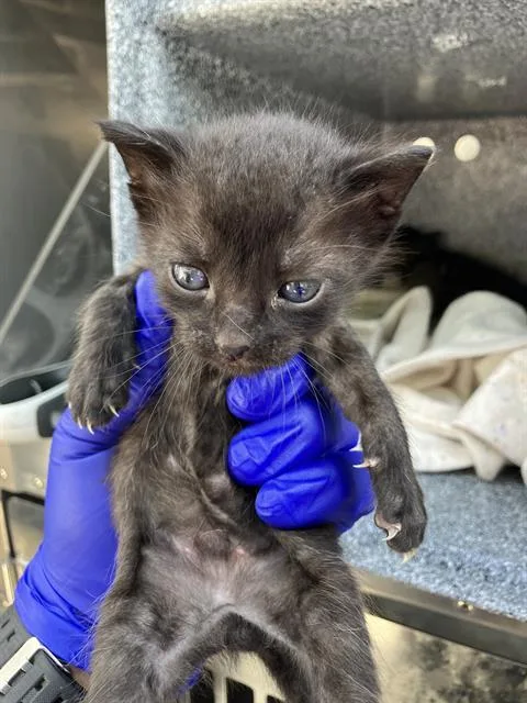 A baby medium-sized male American Shorthair cat named Meca for adoption in Dallas, TX