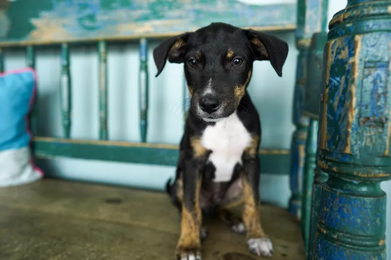 A baby small-sized male Tricolor (Brown, Black, & White) Jack Russell Terrier dog named Mario for adoption in San Antonio, TX
