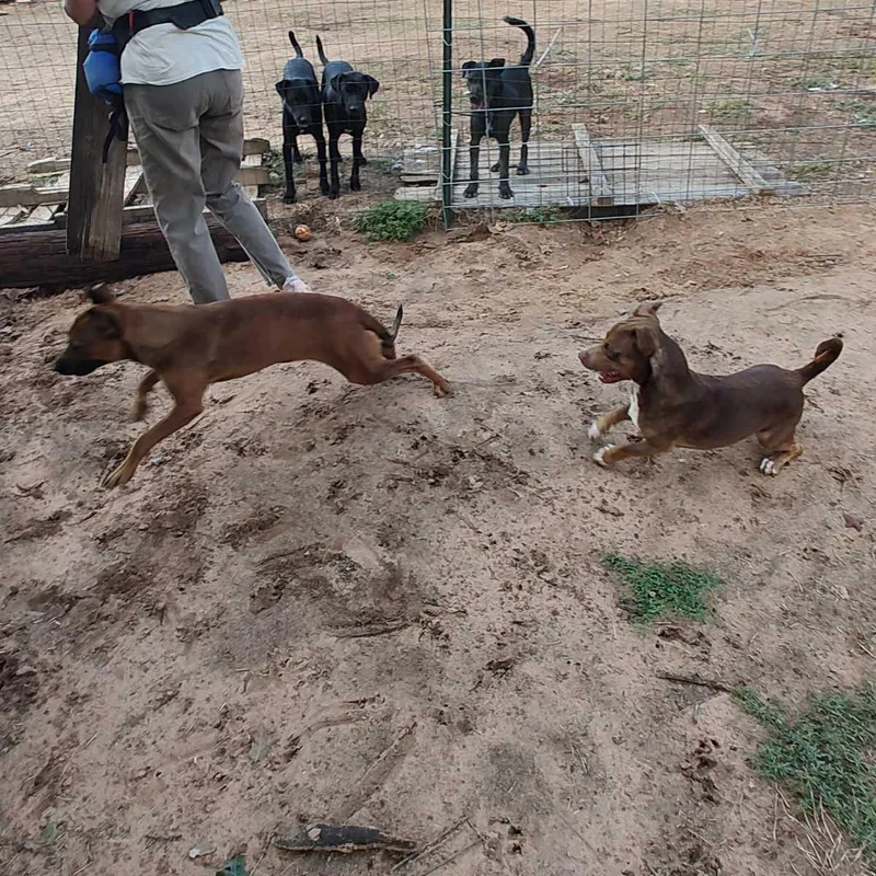 A young small-sized male Dachshund dog named Sausage for adoption in Paradise, TX