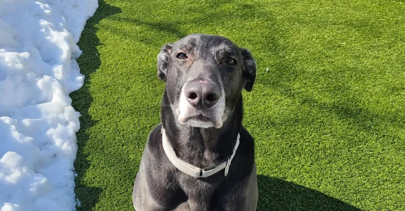 Midnight thumbnail 3