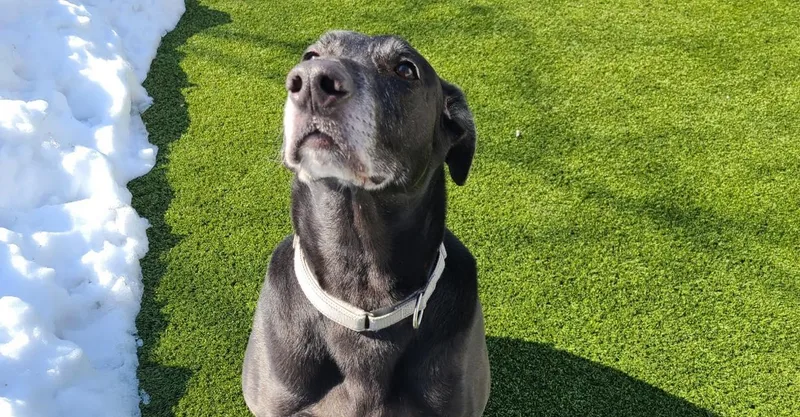 Midnight thumbnail 4