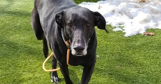 Midnight thumbnail 5